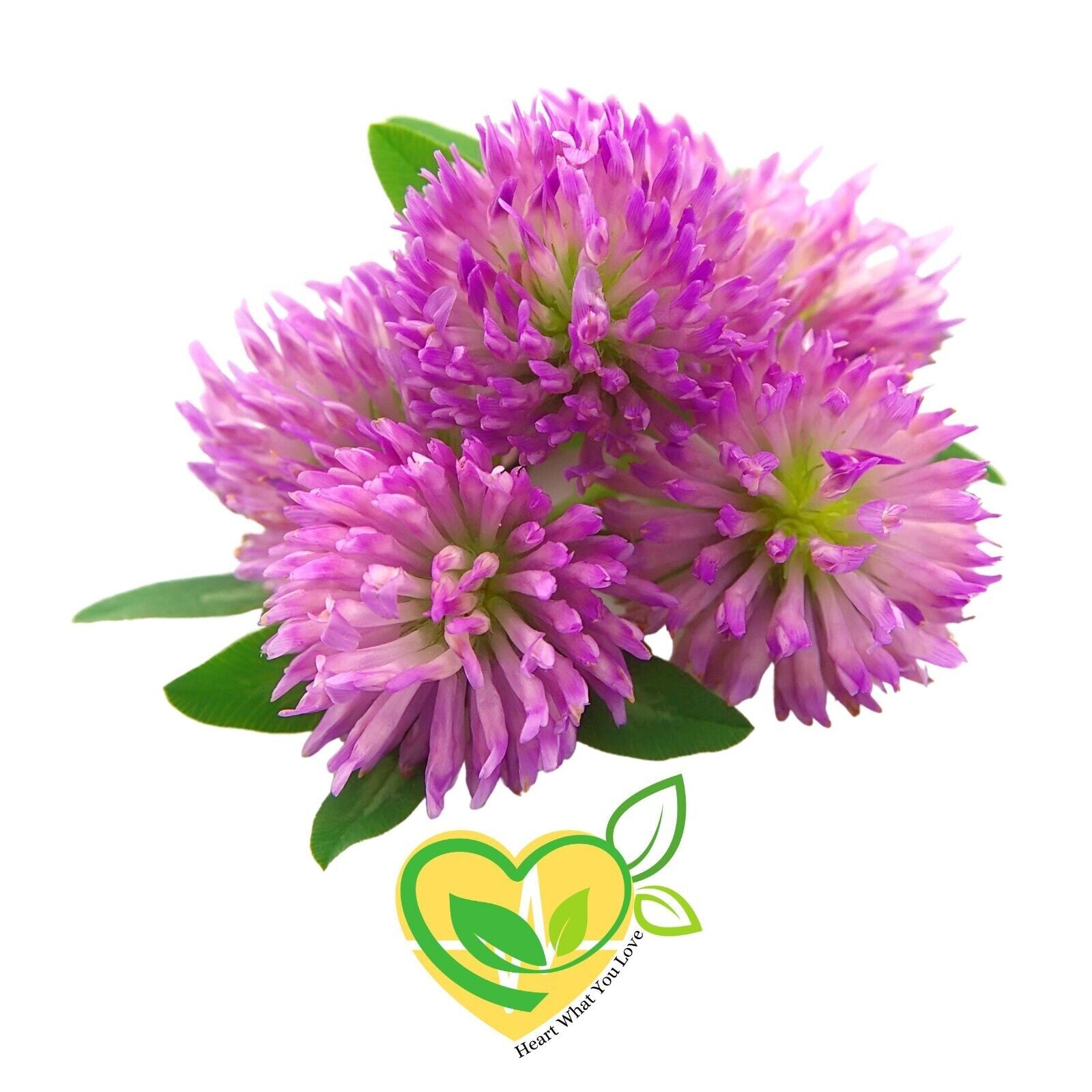 Red Clover Tops Whole Flower Herb Organic Natural 28.3G 1 Oz Women Vasomotor