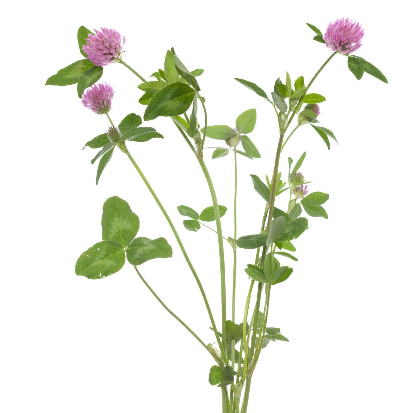 Red Clover Tops Whole Flower Herb Organic Natural 28.3G 1 Oz Women Vasomotor