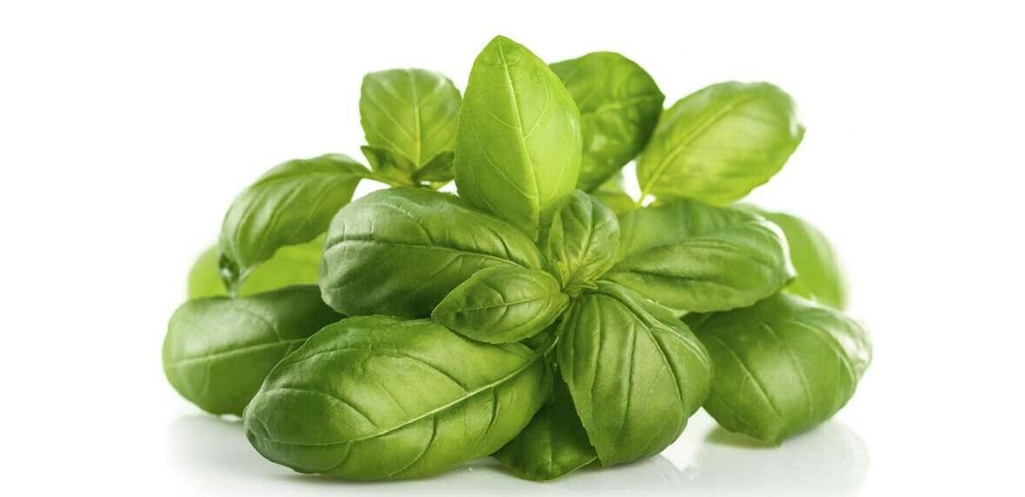 Pure Basil Essential Oil Ocimum Basilicum Distilled Uncut Natural for Skin Hair