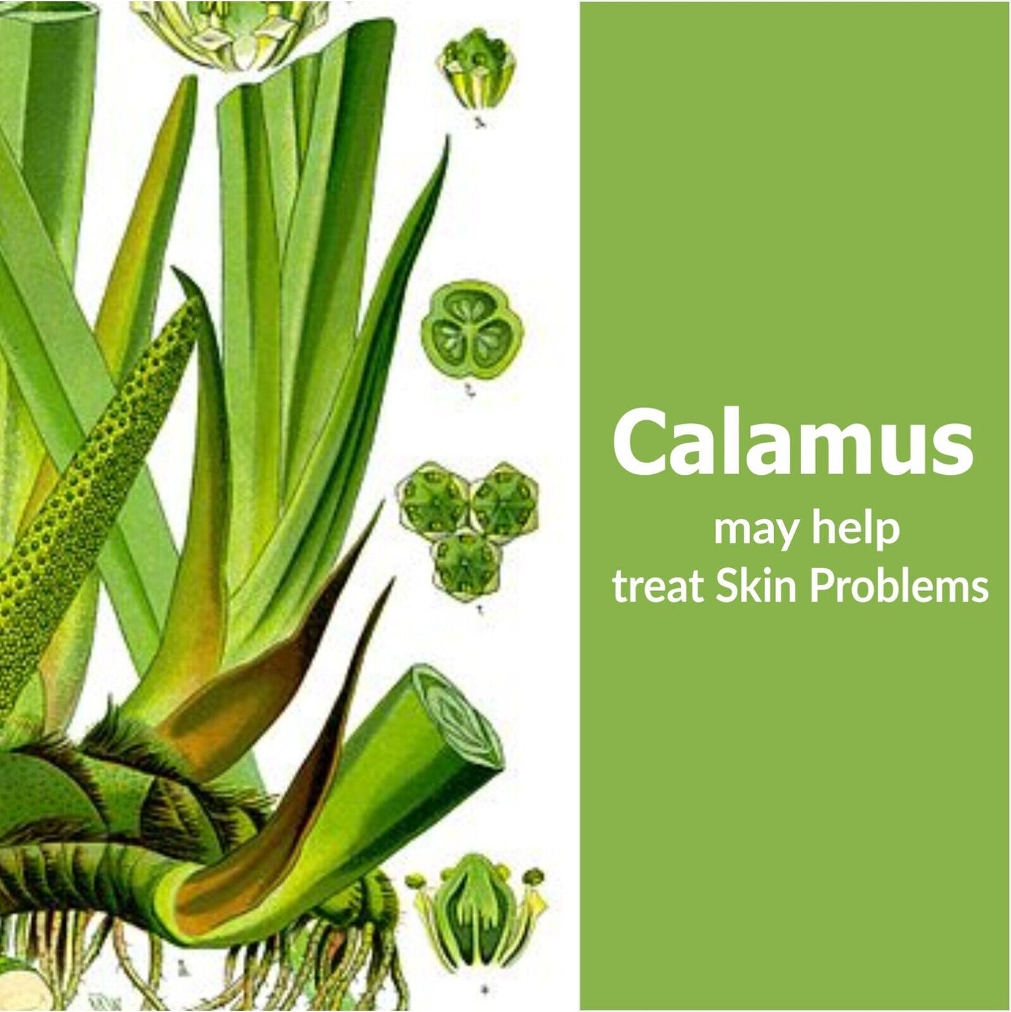 Calamus (Acorus Calamus) - 100% Pure & Natural Essential Oil - [10Ml - 25 L].