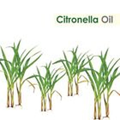 Citronella (Cymbopogon Nardus) 100% Pure & Natural Essential Oil {10Ml-5000Ml}.