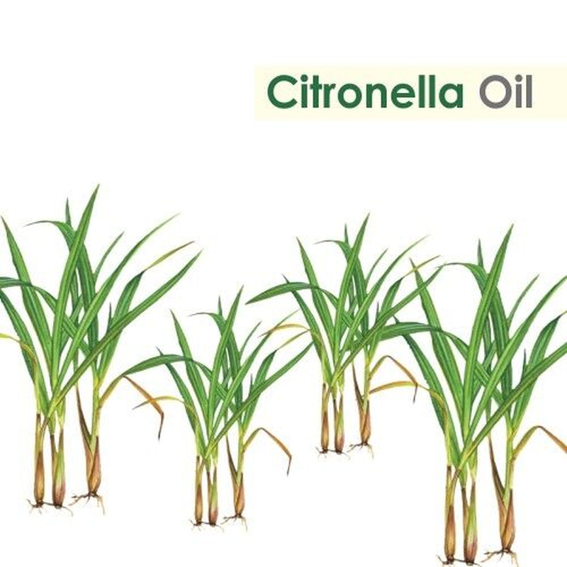 Citronella (Cymbopogon Nardus) 100% Pure & Natural Essential Oil {10Ml-5000Ml}.