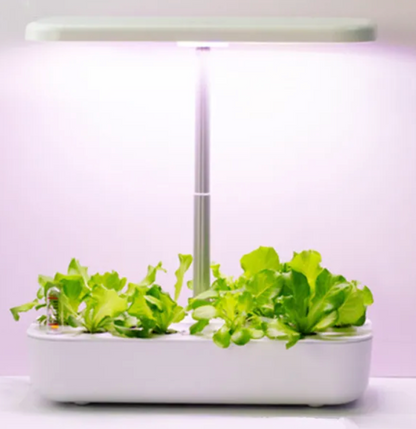 Indoor Veggie Patch (Hydroponic System)