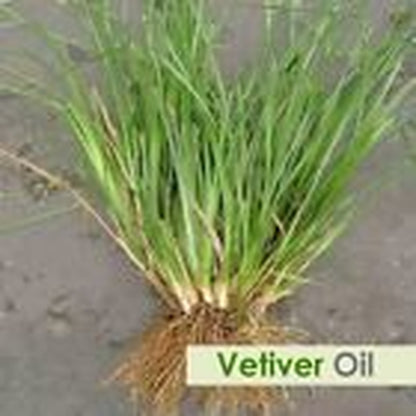 Vetiver(Chryso Vetiver(Chryso