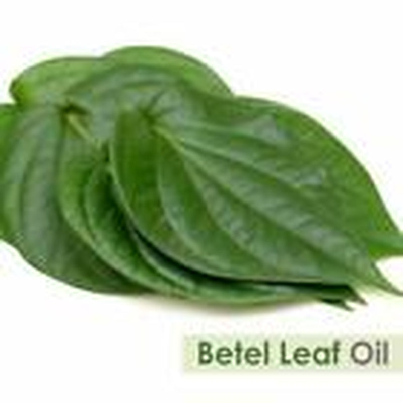 Betel Leaf (Piper Betle) 100% Pure & Natural Oil - {10Ml - 25 L}.