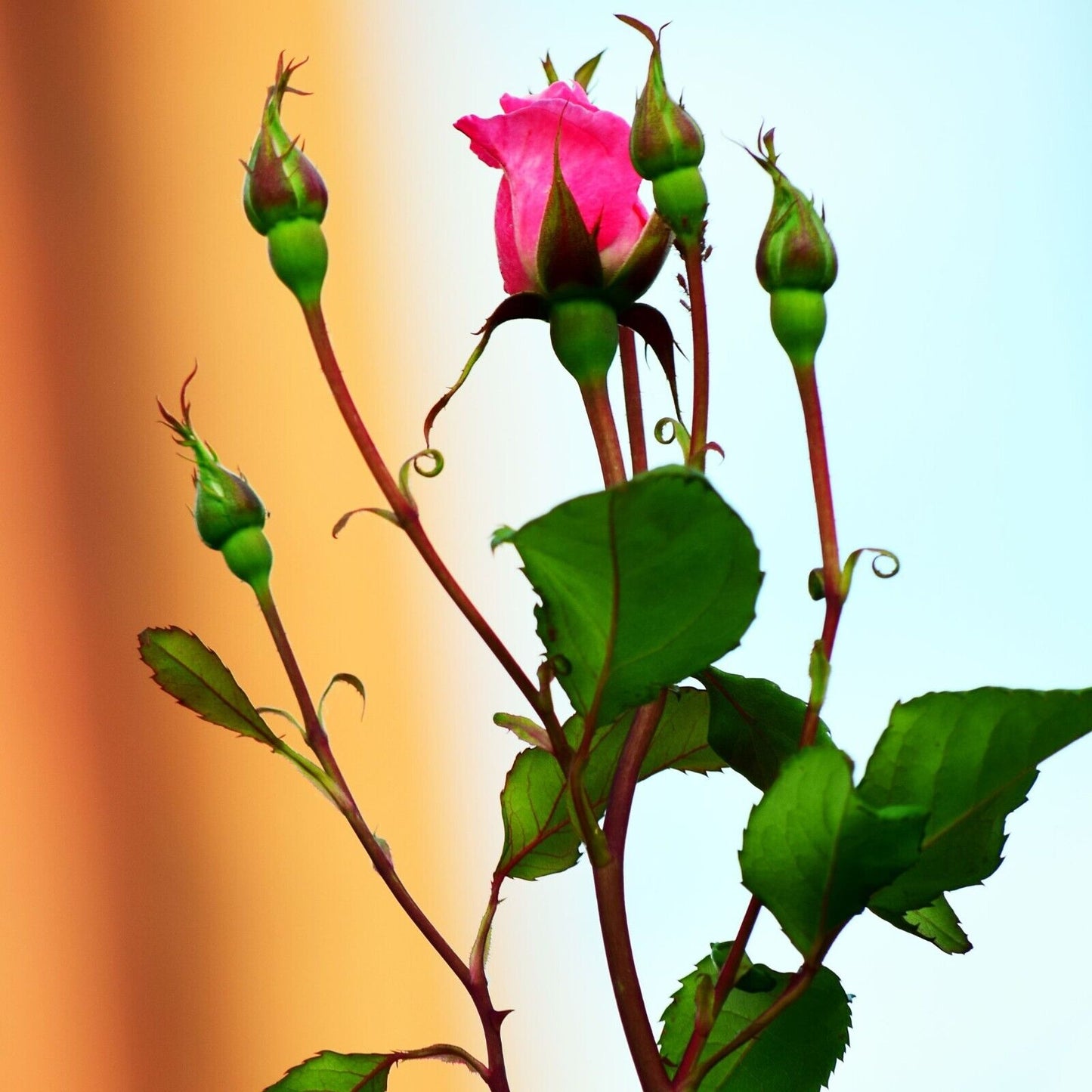 Rose Buds Red Flower Organic Rosa Canina Natural 28.3G / 1 Oz Tea Stress Herb