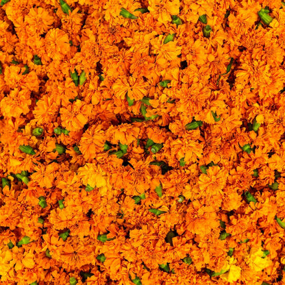 Calendula Marigold Cut & Sifted Organic Dry Herb Natural 28.3G 1 OZ Orange