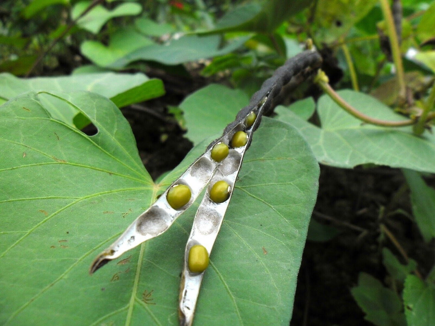 Organic Whole Mung Beans 'Moong'  Non GMO (Sproutable)