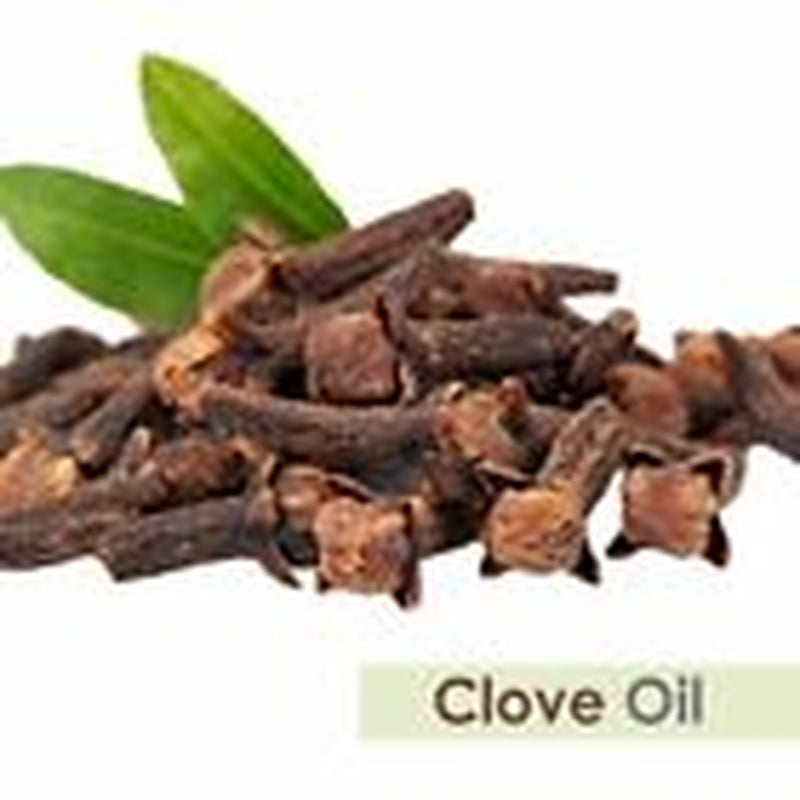 Salvia Clove (Syzygium Aromaticum L) 100% Pure & Natural Essential Oil - 30Ml