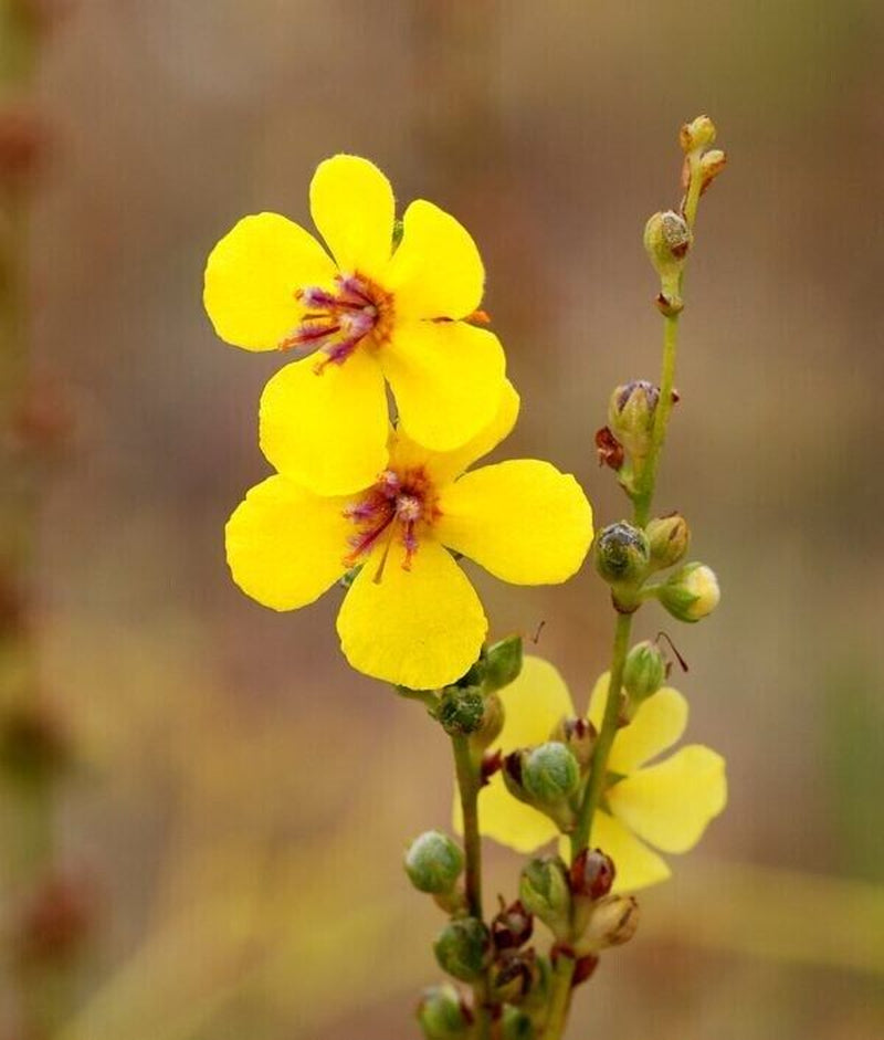 NATURE'S ANSWER - Mullein Flower Ear Oil Alcohol-Free Extract - 1 Fl. Oz. (30 Ml