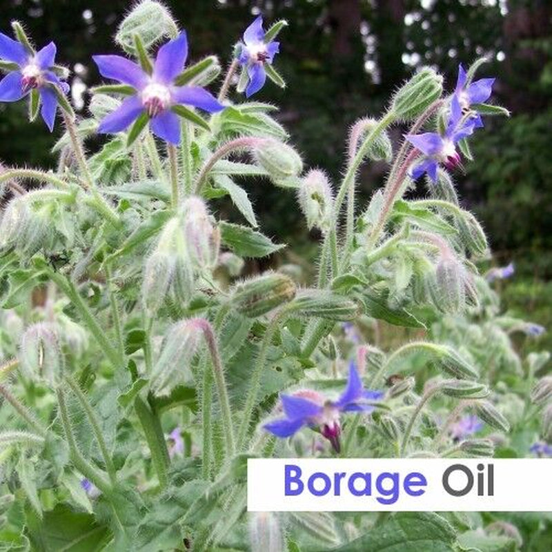 Borage (Borago Officinalis) 100% Pure & Natural Carrier Oil - [10Ml - 25 L].