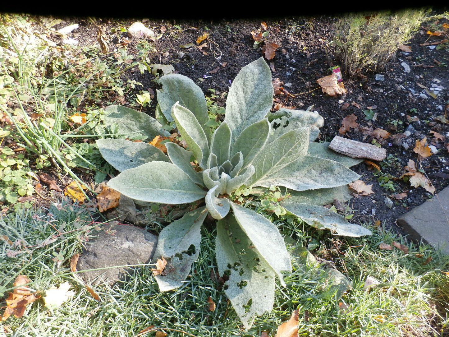 Mullein Oil Double Infused Organic Handmade in Small Batches Bumbling Acres Farm