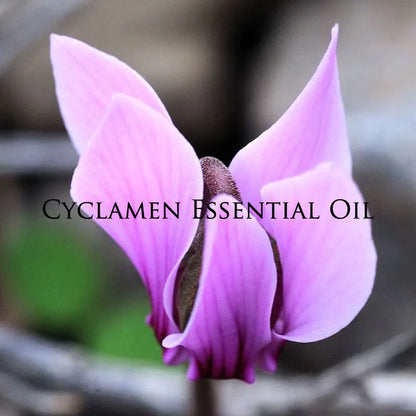 Cyclamen Essential Oil(Cyclamen Persicum) 100% Pure & Natural/Therapeutic Grade Aromatic Oil, Undiluted Essential Oil