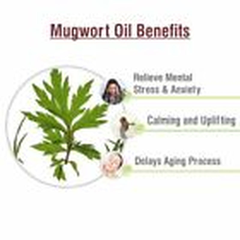 Salvia Mugwort (Artemisia Vulgaris) 100% Pure & Natural Essential Oil - 15Ml