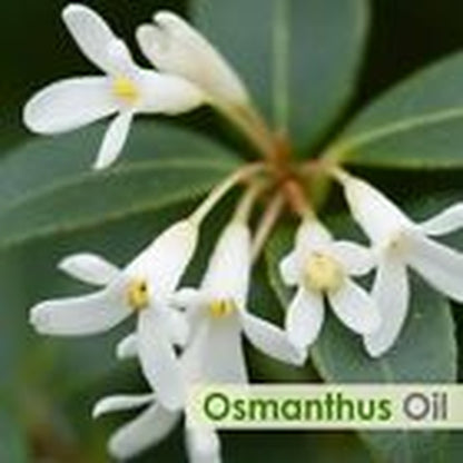 Salvia Osmanthus (Osmanthus) 100% Pure & Natural Essential Oil - 10Ml