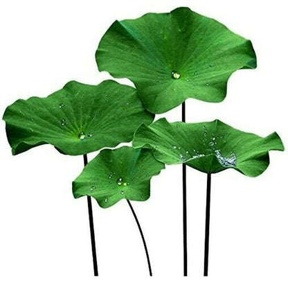 Hoja De Loto - Té De Hierbas Folium Nelumbinis 100% Natural (16 Oz)