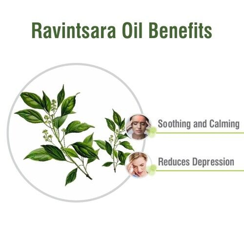 Ravintsara (Cinnamomum Camphora)100% Pure & Natural Essential Oil-[10Ml - 25 L].