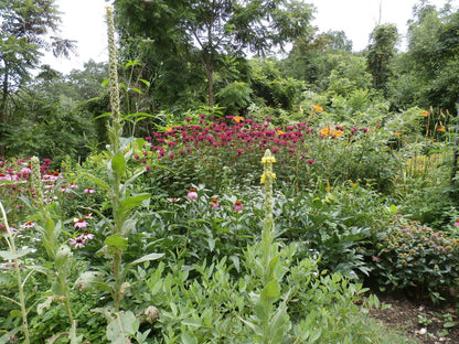 Mullein Oil Double Infused Organic Handmade in Small Batches Bumbling Acres Farm