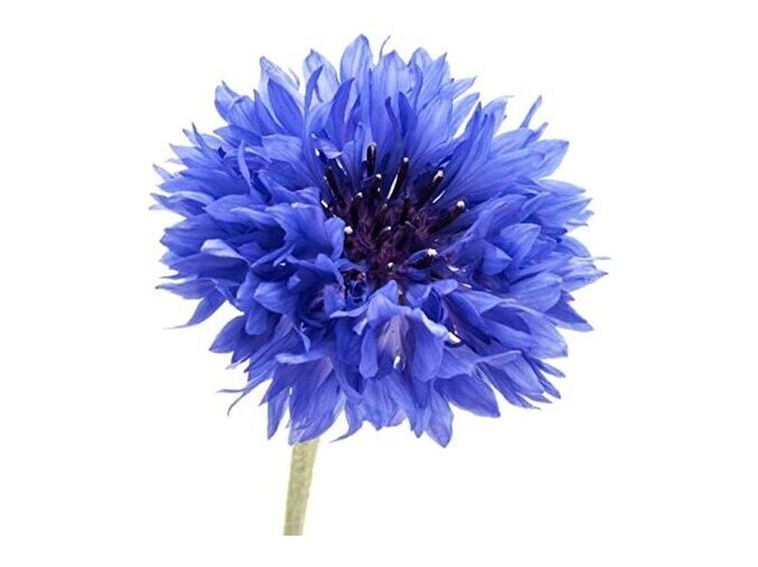 100% Organic Pure Cornflower Hydrosol( Hydrolate) Flower Water Plant Therapy.