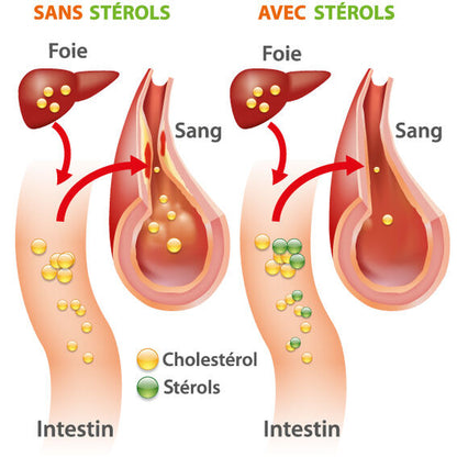 Cholesterol Reducing Supplement Complex - Supports Healthy Arteries (2 Bottles)