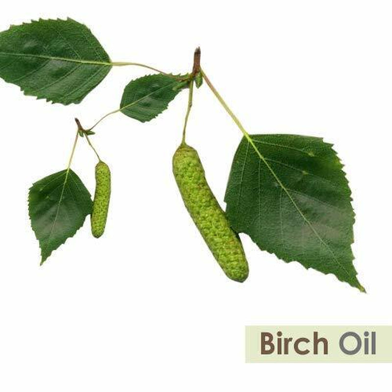 Birch (Betula Pendula) 100% Pure & Natural Essential Oil - [10Ml - 25 L].