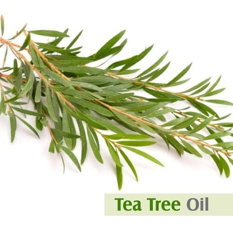 Salvia Tea Tree (Melaleuca Alternifoli) 100% Pure & Natural Essential Oil - 30Ml