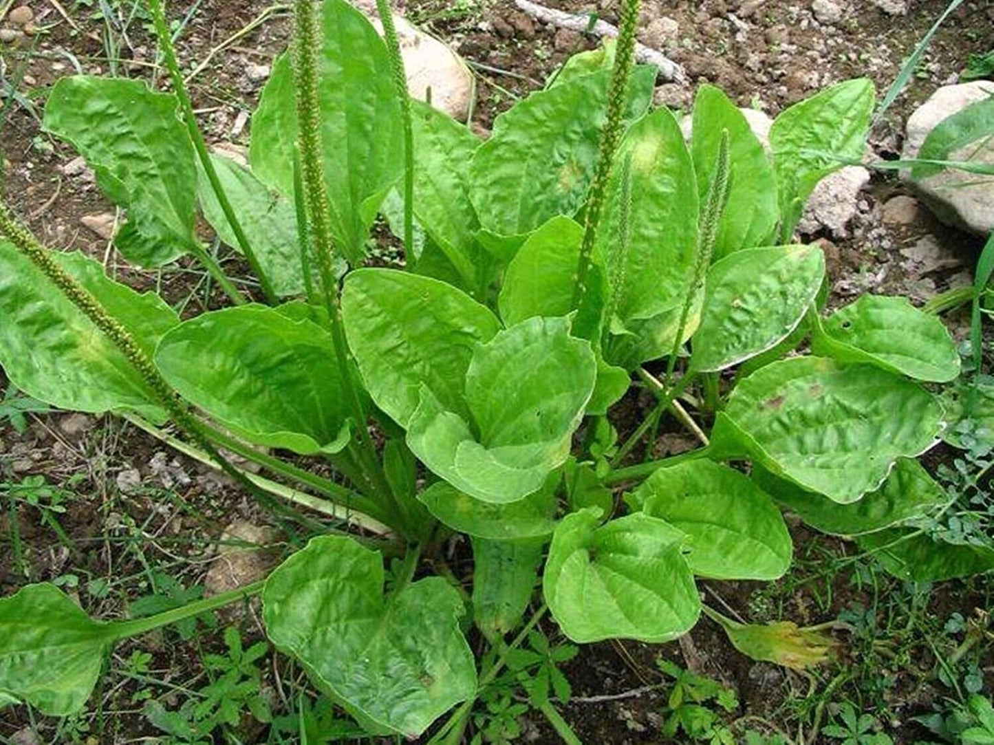 Broadleaf Plantain Tincture-Detox