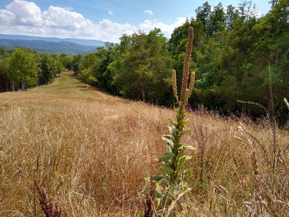 Mullein Oil Double Infused Organic Handmade in Small Batches Bumbling Acres Farm