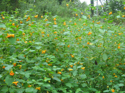 Jewelweed Oil Organic Potent Poison Ivy Oak Sumac Bug Bites STOPS ITCH FAST!