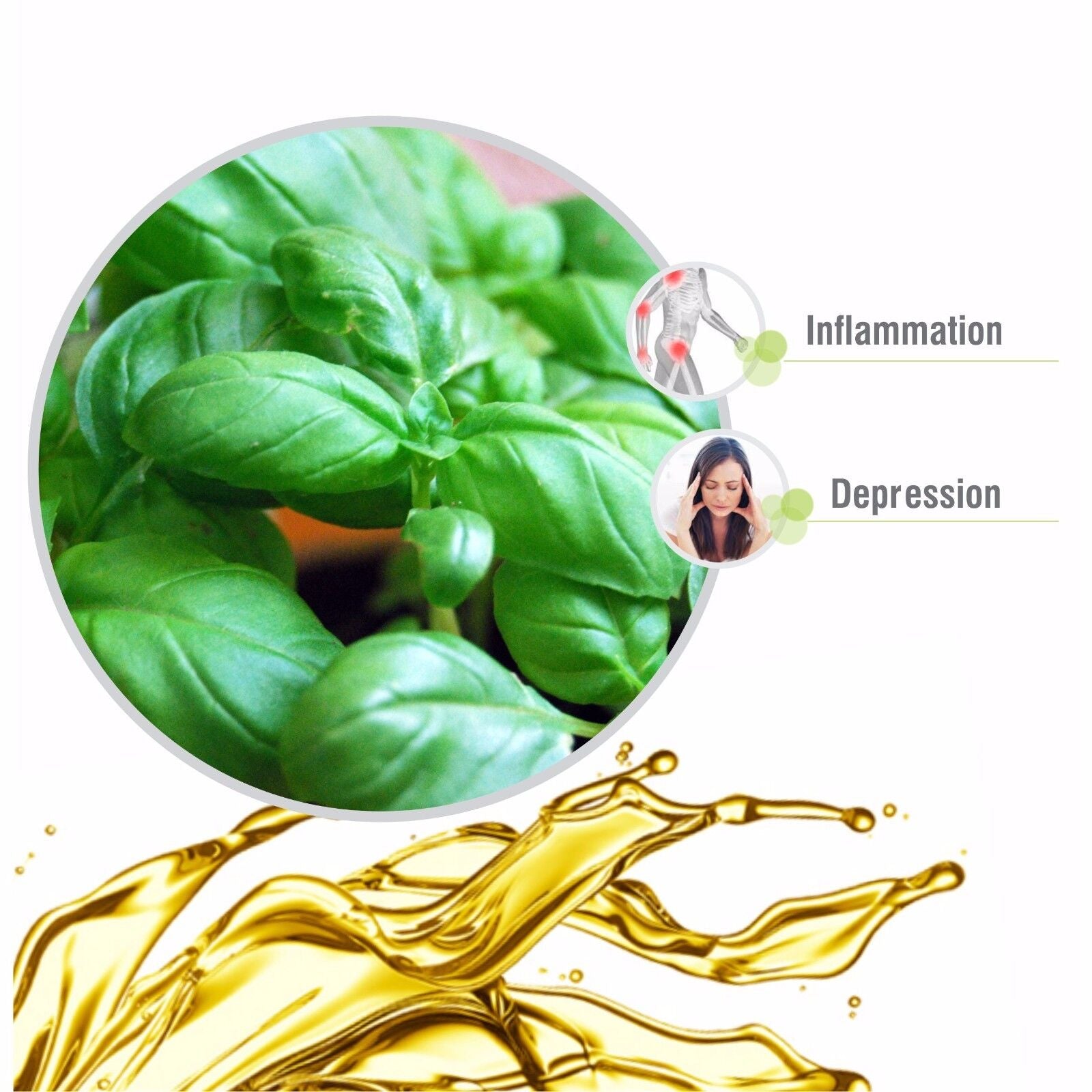 Basil (Ocimum Basilicum) 100% Pure & Natural Essential Oil - [10Ml-5000Ml].