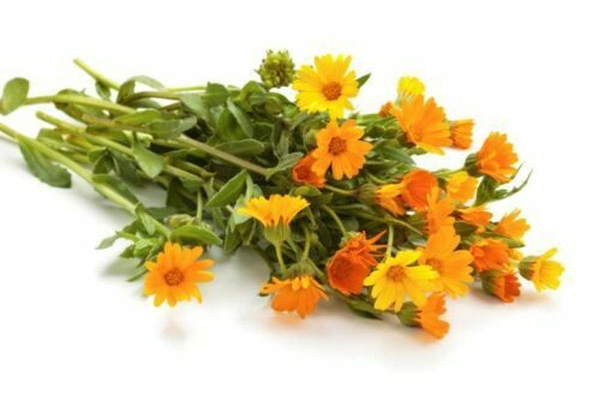 Marigold Flower - Dried Calendula Officinalis Loose Flower , Wild Crafted