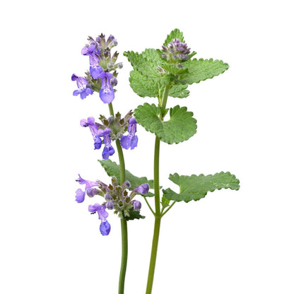 CATNIP Leaf & Flower Cut & Sifted Organic Herb Natural Plant-Base 28.3G / 1 Oz