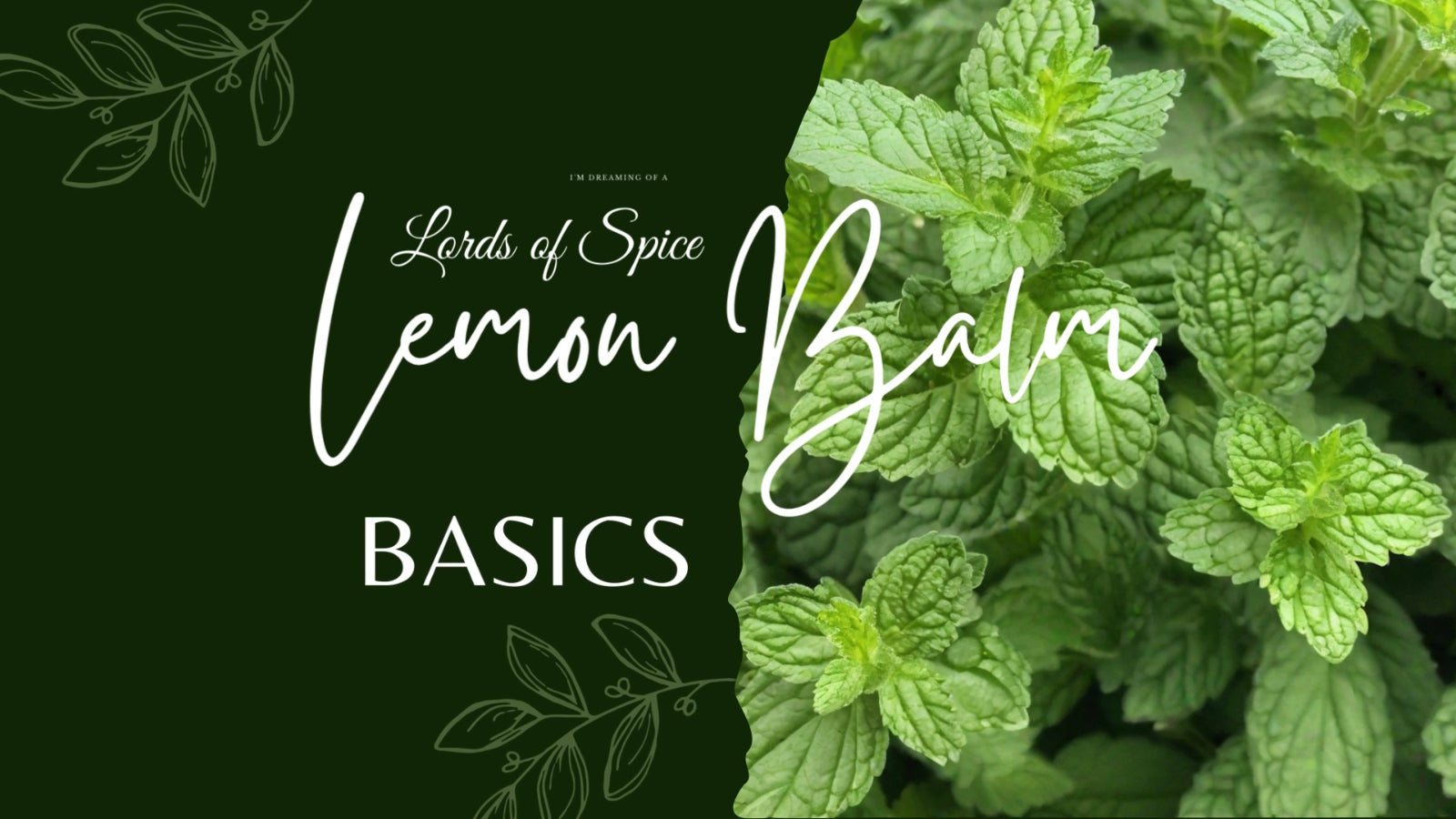 Lemon Balm Extract Lemon Balm Tincture Organic Drops (Melissa Officinalis) USA