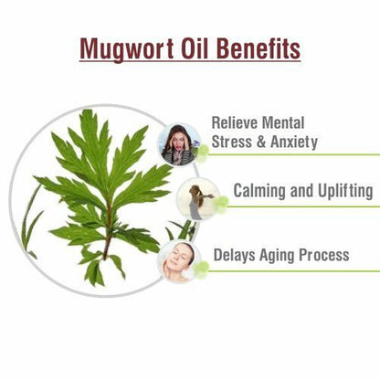 Salvia Mugwort (Artemisia Vulgaris) 100% Pure & Natural Essential Oil - 15Ml