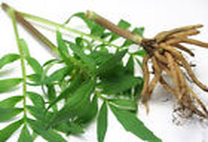 Valerian Root - Valeriana Wallichii Dried Loose Root C/S from Nature Tea