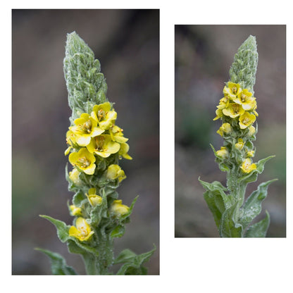 Mullein Leaf Cut & Sifted Organic Certified  Herb 28.3G 1 Oz Breath Lungs