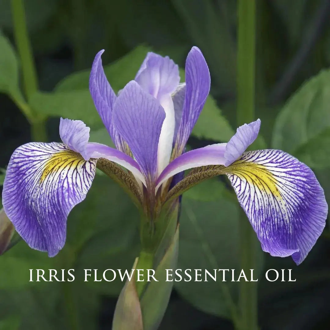 Pure Iris (Orris) Flower Essential Oil Natural Aromatherapy Essential Oil Humidifier Relaxing Massage Oil