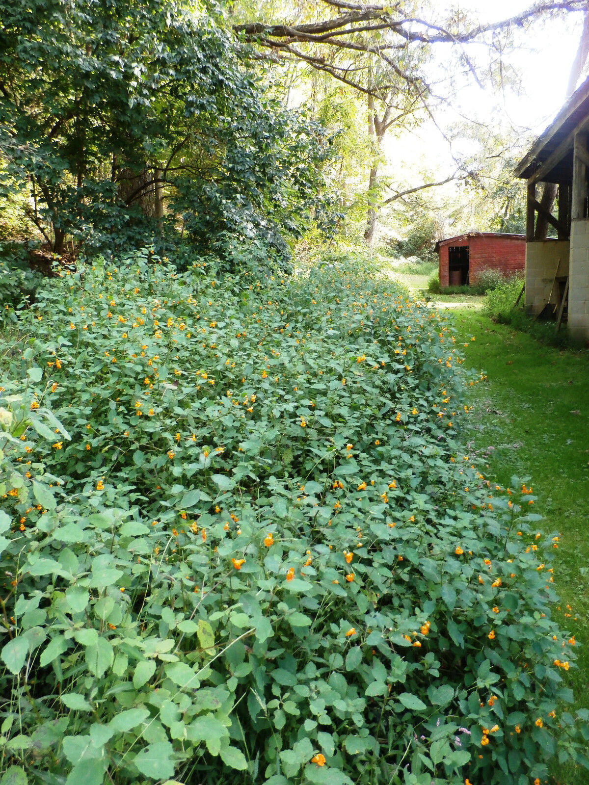 Poison Ivy Oak Sumac Spray Jewelweed 100%Organic Apple Cider Vinegar & Glycerite