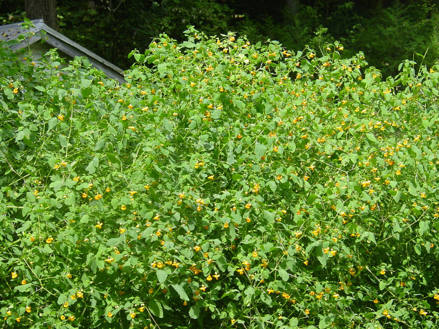 Jewelweed Oil Organic Potent Poison Ivy Oak Sumac Bug Bites STOPS ITCH FAST!