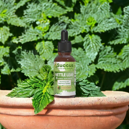 Nettle Leaf Tincture - Blood and Bone Health (Alcohol Free)