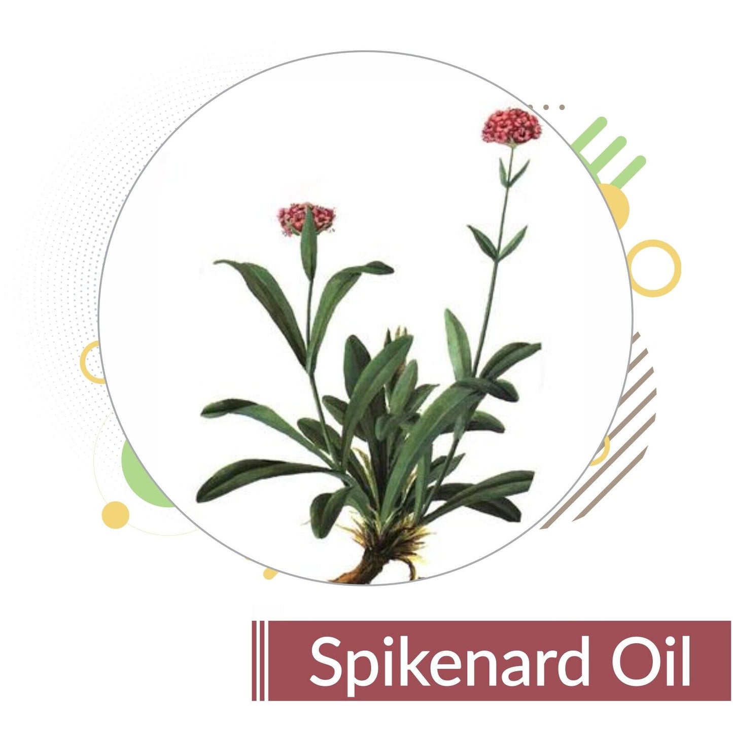 Spikenard Marigold (Nardostachys)