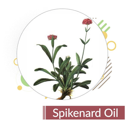 Spikenard Marigold (Nardostachys)