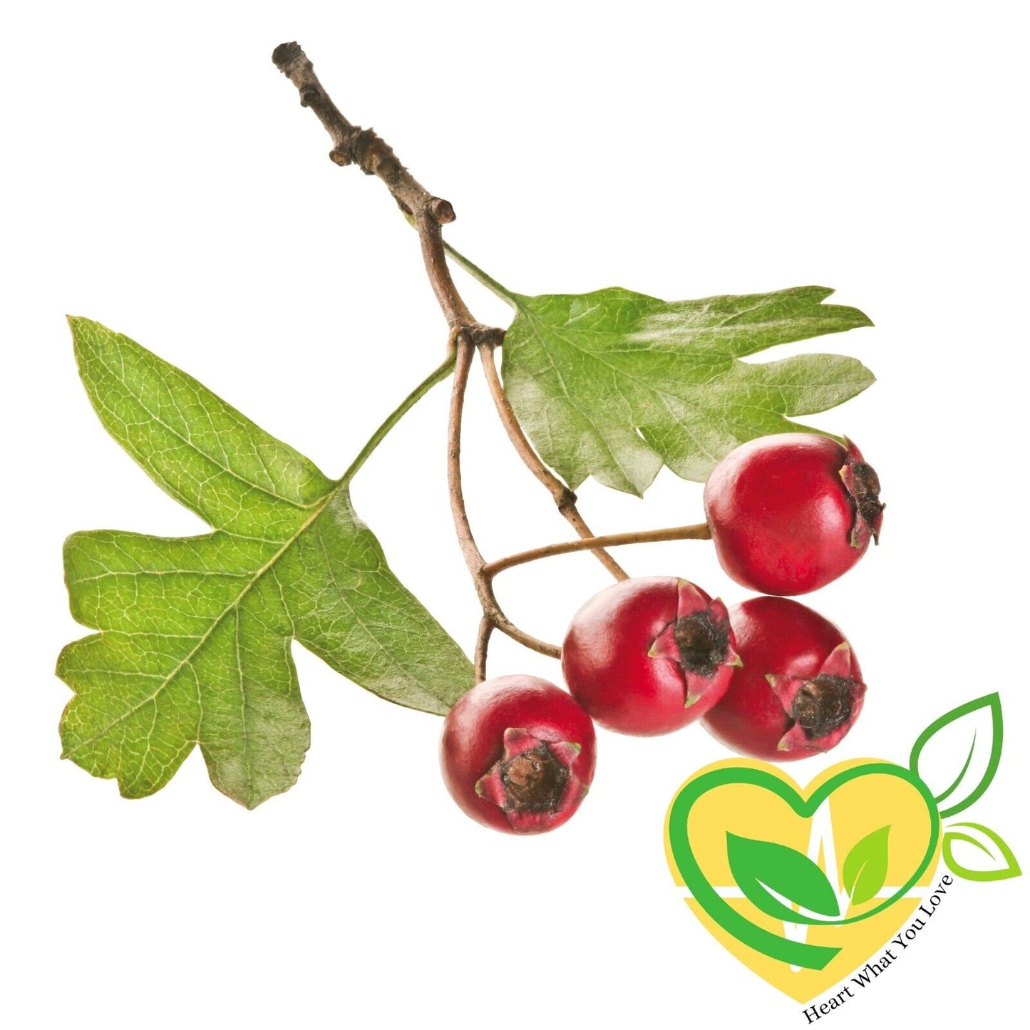 Hawthorn Berry Cut & Sifted Organic Herb Natural Herbal 28.3G 1 OZ Heart Health