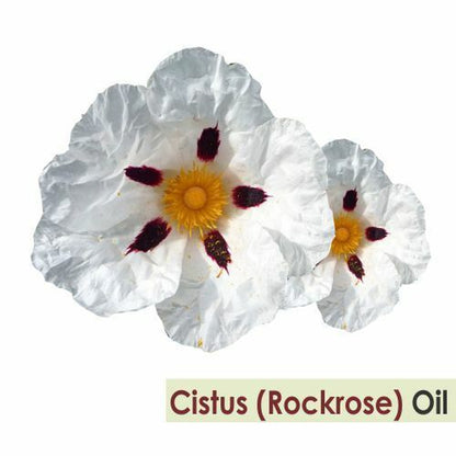 Cistus (Rockrose Cistus) 100% Pure & Natural Essential Oil - [10Ml-5000Ml].